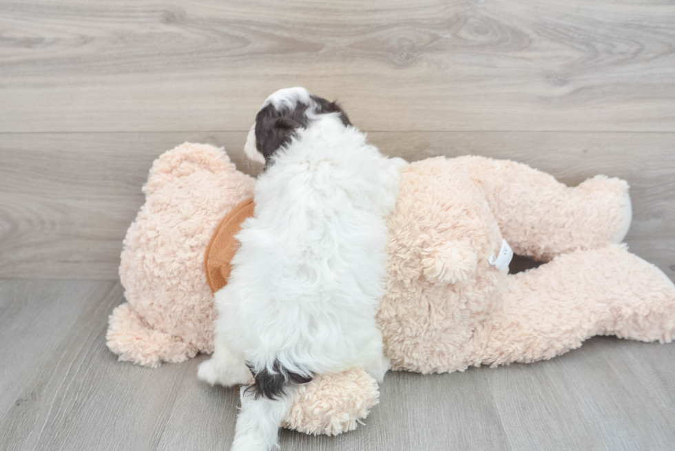 Mini Portidoodle Puppy for Adoption