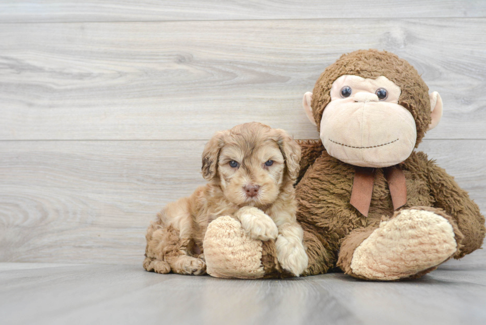 Happy Mini Portidoodle Baby