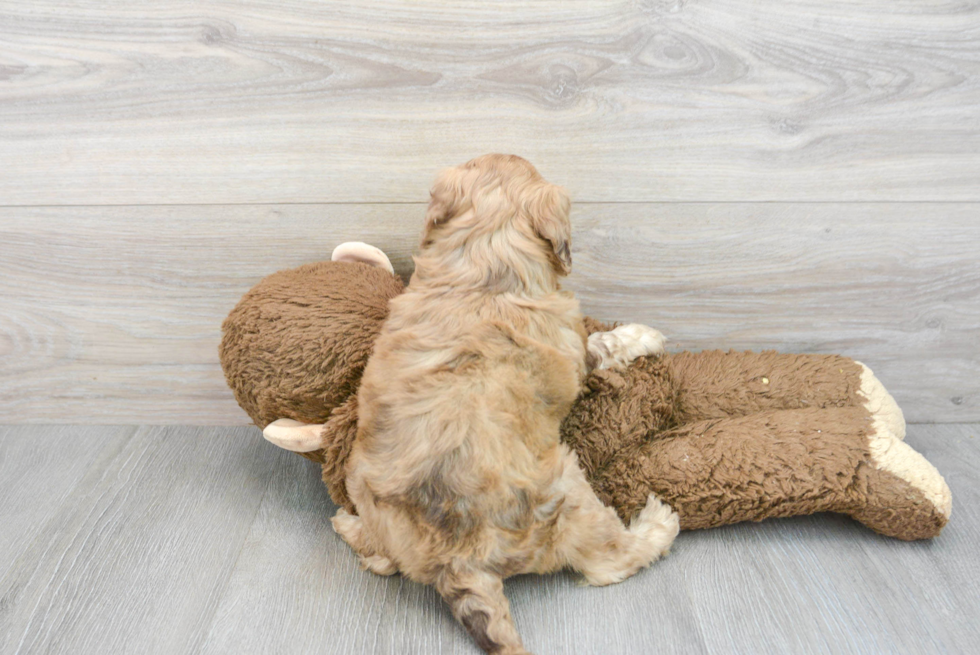 Mini Portidoodle Puppy for Adoption