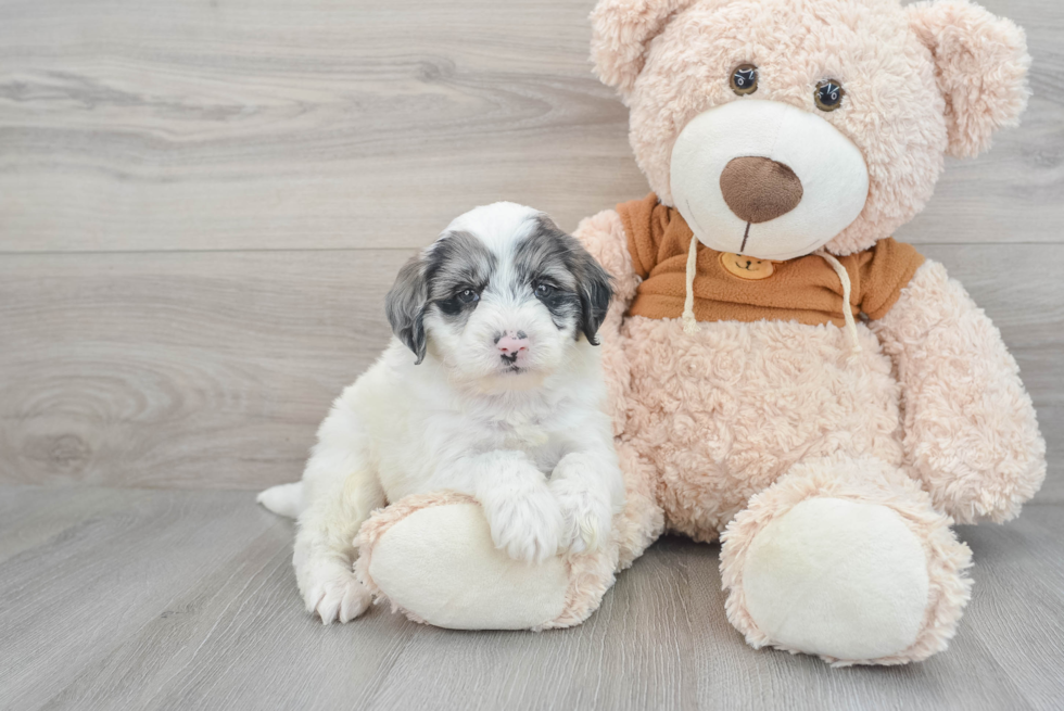 Friendly Mini Portidoodle Baby