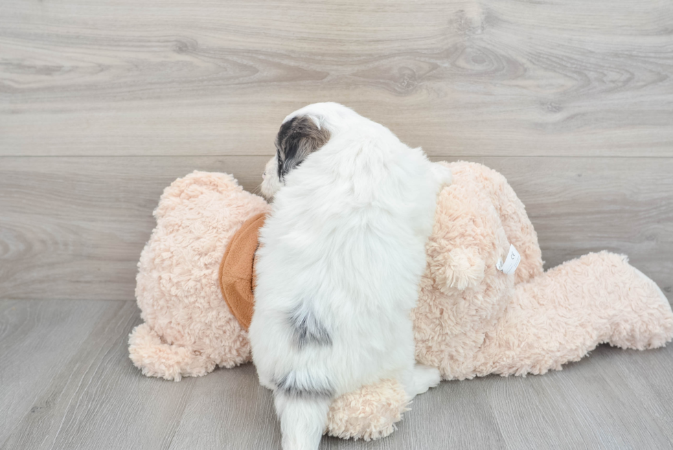 Hypoallergenic Portuguese Water Dog Poodle Mix Puppy