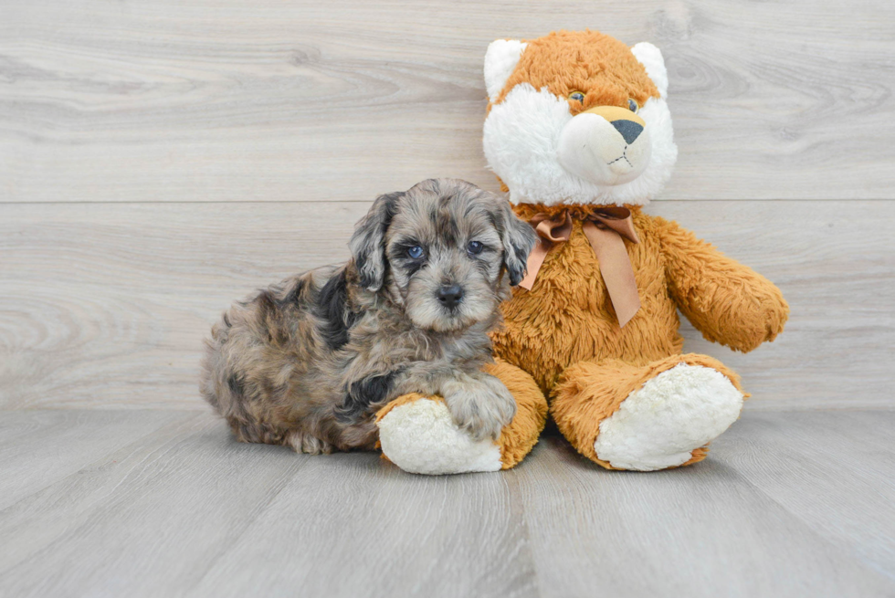 Mini Portidoodle Pup Being Cute