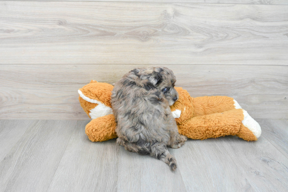 Mini Portidoodle Pup Being Cute