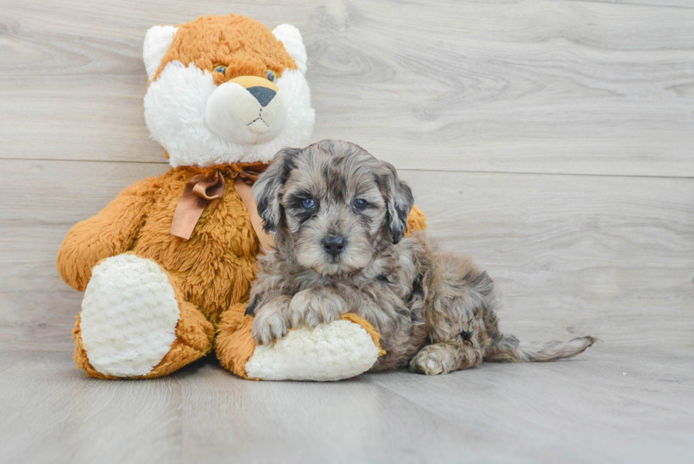 Playful Portuguese Water Dog Poodle Mix Puppy