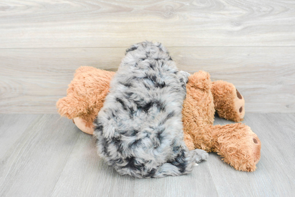 Cute Mini Portidoodle Baby