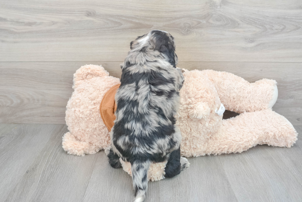 Mini Portidoodle Pup Being Cute