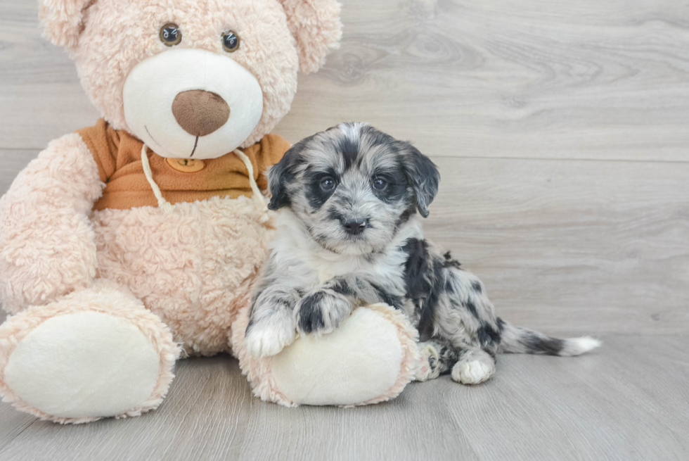 Best Mini Portidoodle Baby