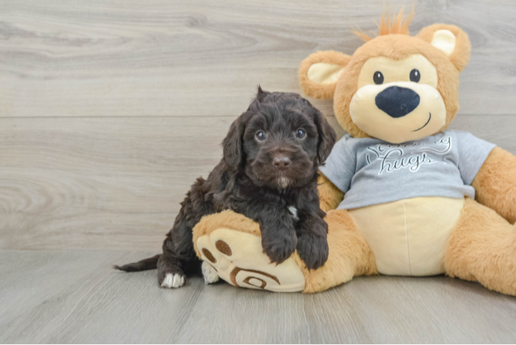 Best Mini Portidoodle Baby