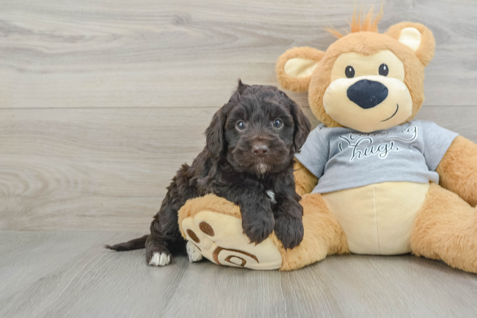 Best Mini Portidoodle Baby