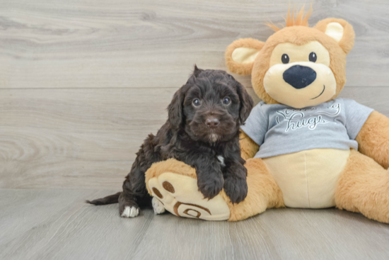 Best Mini Portidoodle Baby