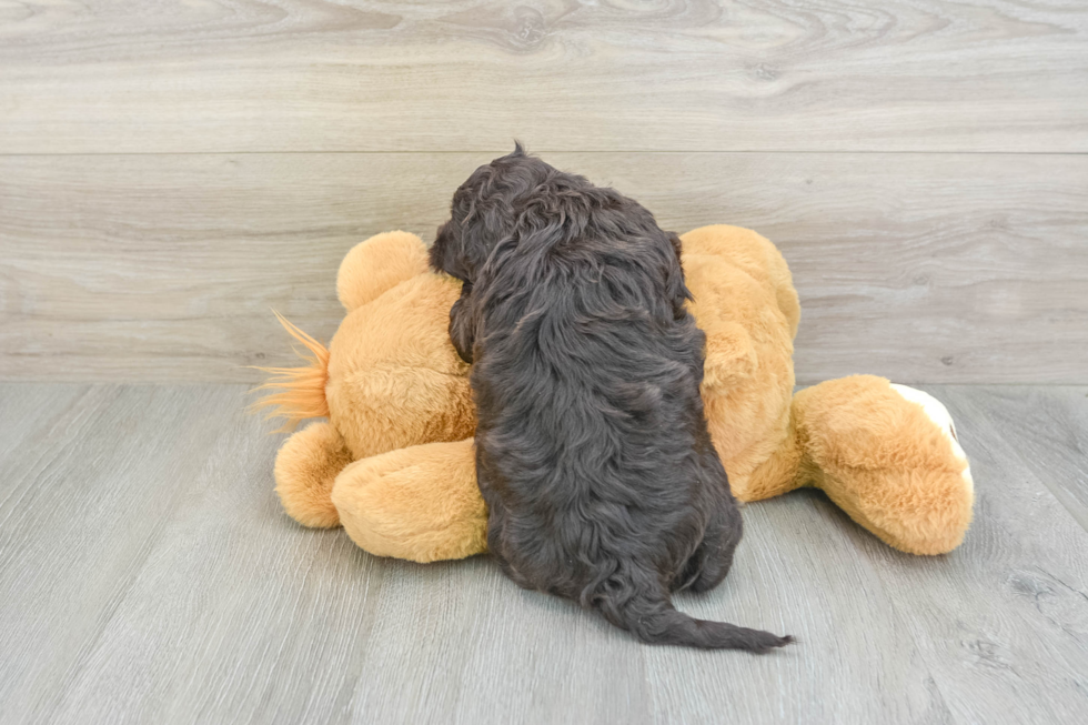 Best Mini Portidoodle Baby