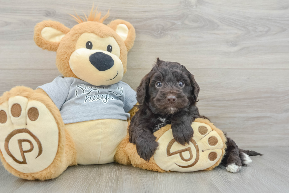 Fluffy Mini Portidoodle Poodle Mix Pup