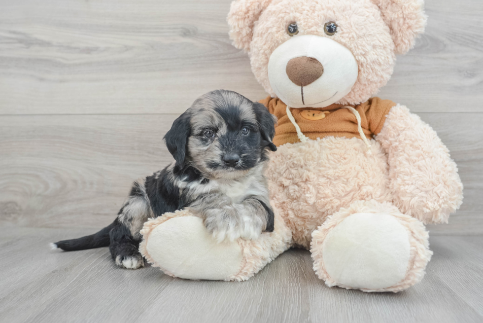 Playful Portuguese Water Dog Poodle Mix Puppy