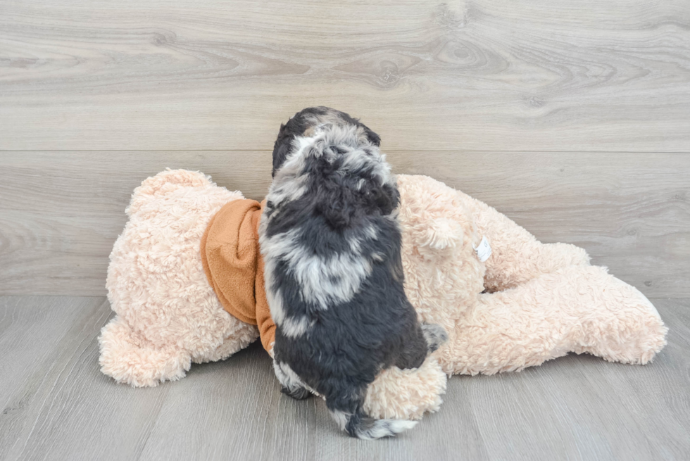 Friendly Mini Portidoodle Baby