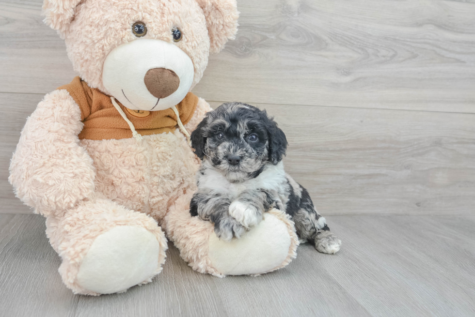 Mini Portidoodle Pup Being Cute