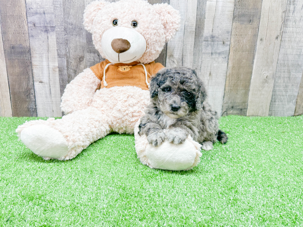 Energetic Portuguese Water Dog Poodle Mix Puppy