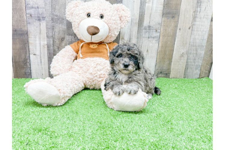 Mini Portidoodle Puppy for Adoption