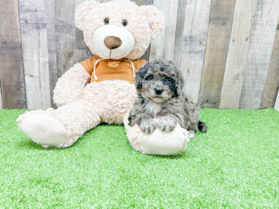 Mini Portidoodle Puppy for Adoption