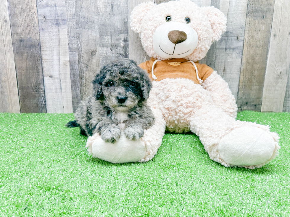 Hypoallergenic Portuguese Water Dog Poodle Mix Puppy