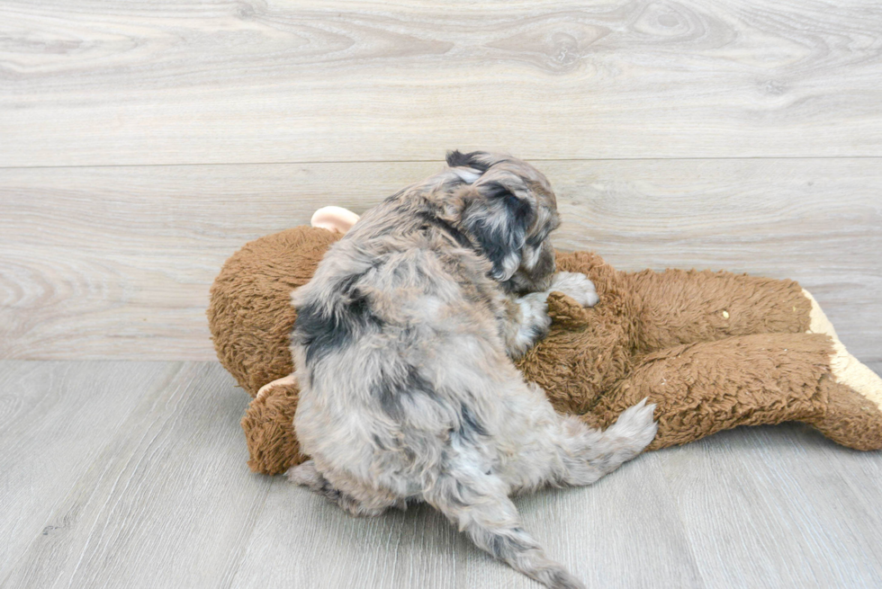 Popular Mini Portidoodle Poodle Mix Pup