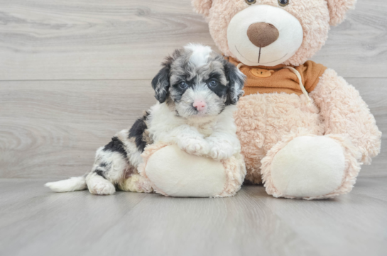 Energetic Portuguese Water Dog Poodle Mix Puppy