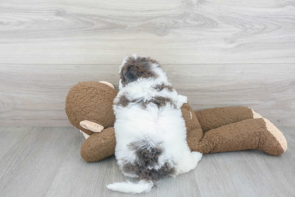 Sweet Mini Portidoodle Baby