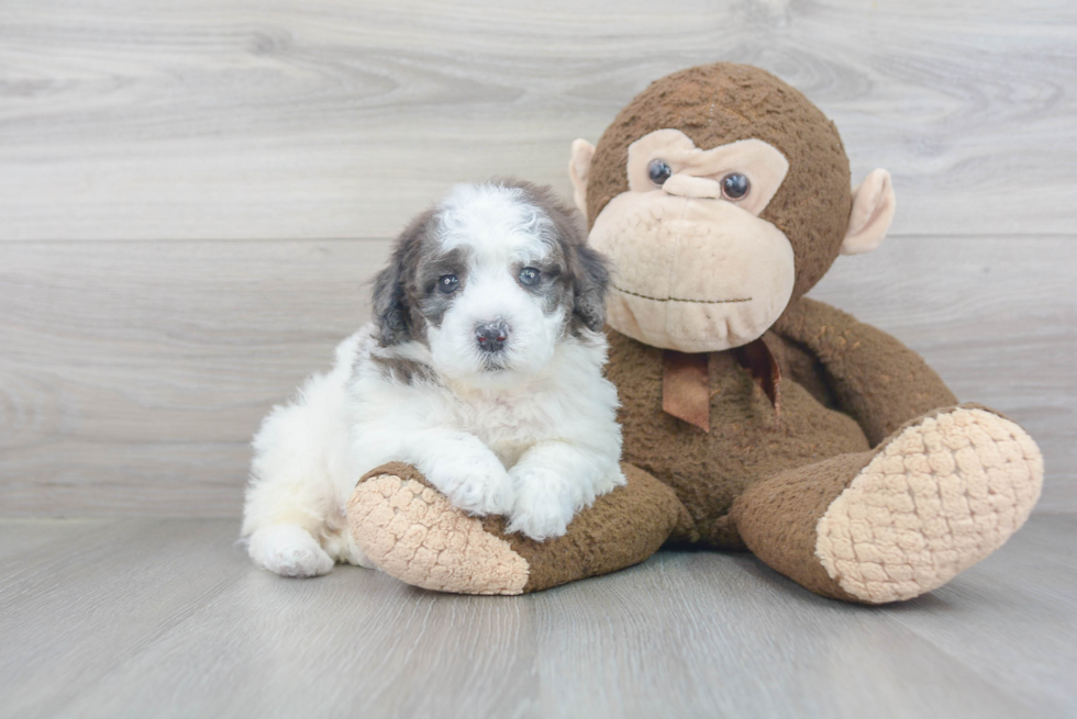 Mini Portidoodle Puppy for Adoption