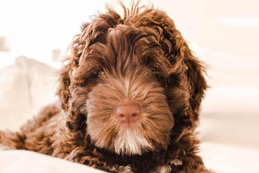 Mini Portidoodle Puppies For Sale - Premier Pups