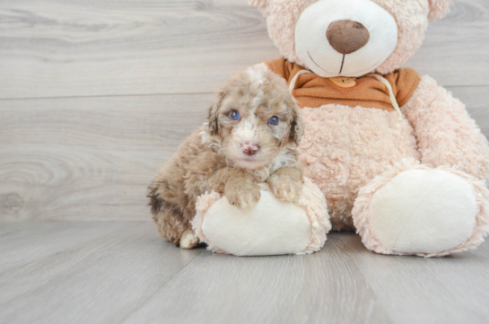 Friendly Mini Portidoodle Baby