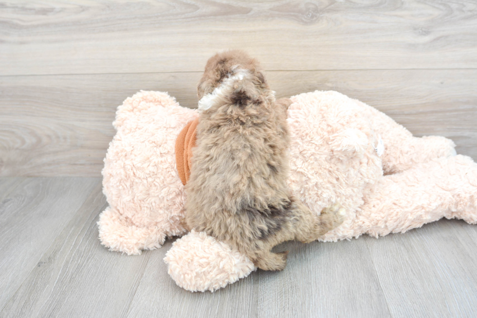 Best Mini Portidoodle Baby