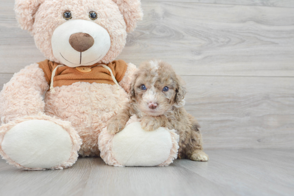 Sweet Mini Portidoodle Baby