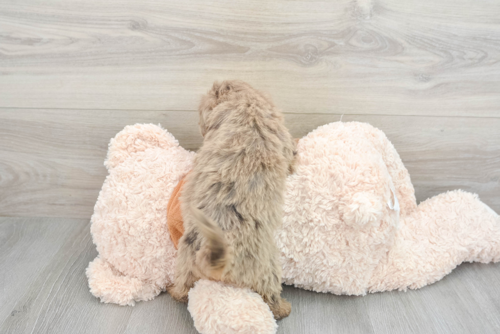 Fluffy Mini Portidoodle Poodle Mix Pup