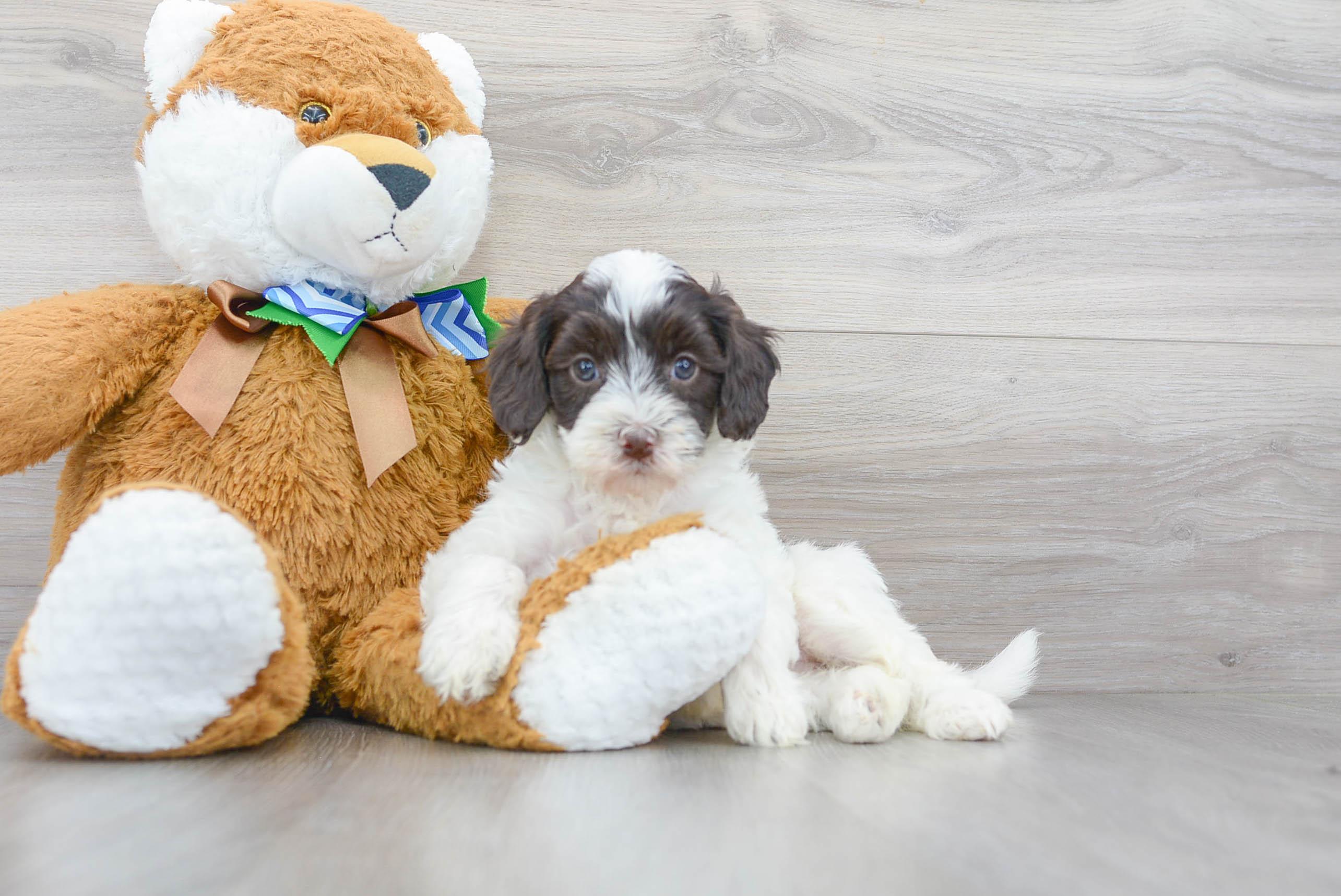 Best Mini Portidoodle Baby