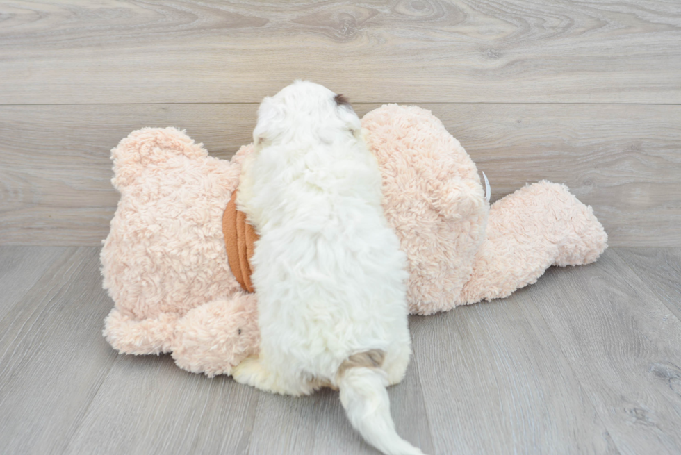 Mini Portidoodle Puppy for Adoption