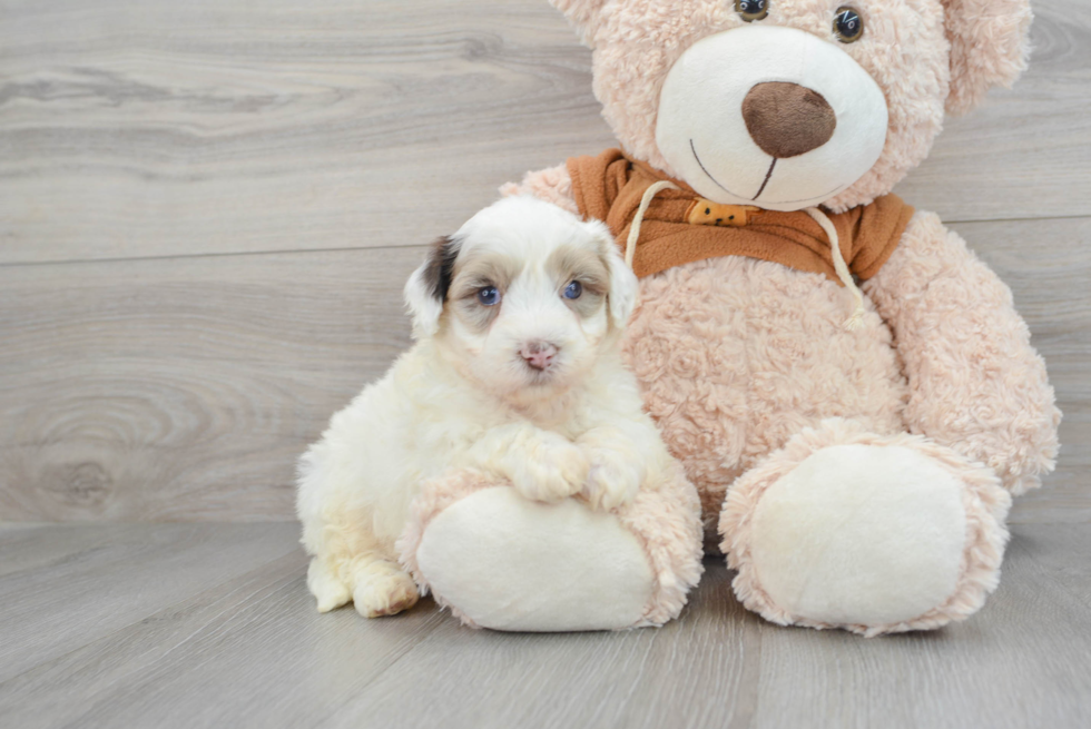 Friendly Mini Portidoodle Baby
