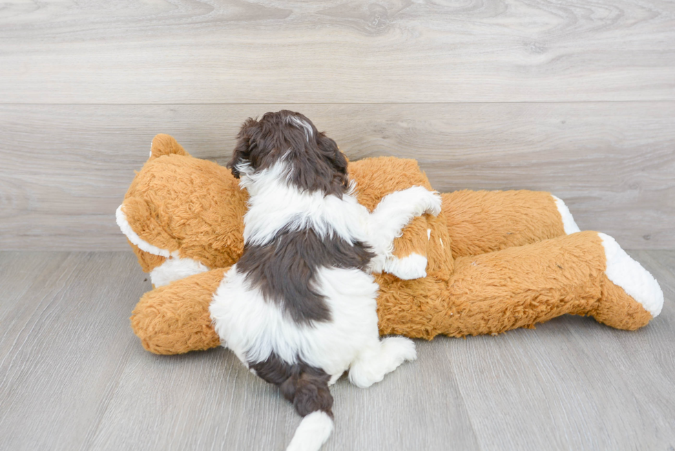 Funny Mini Portidoodle Poodle Mix Pup