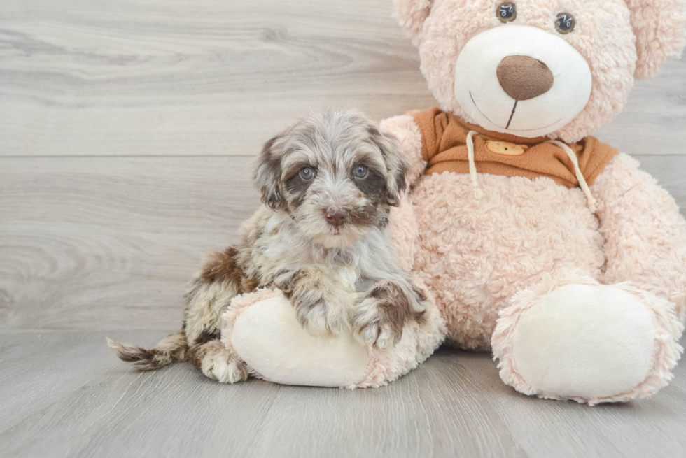 Mini Portidoodle Puppy for Adoption