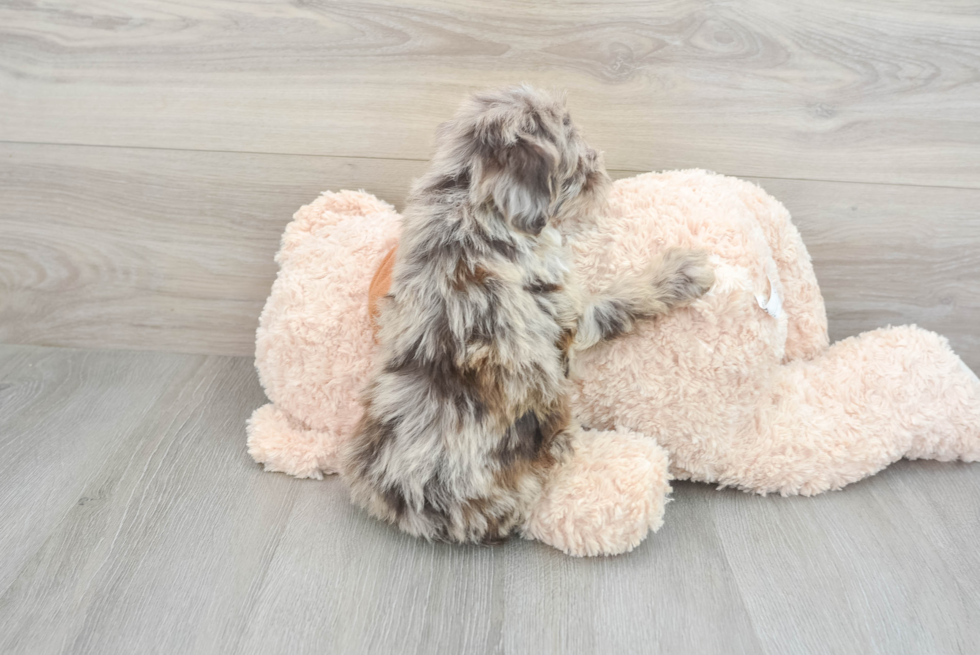 Fluffy Mini Portidoodle Poodle Mix Pup