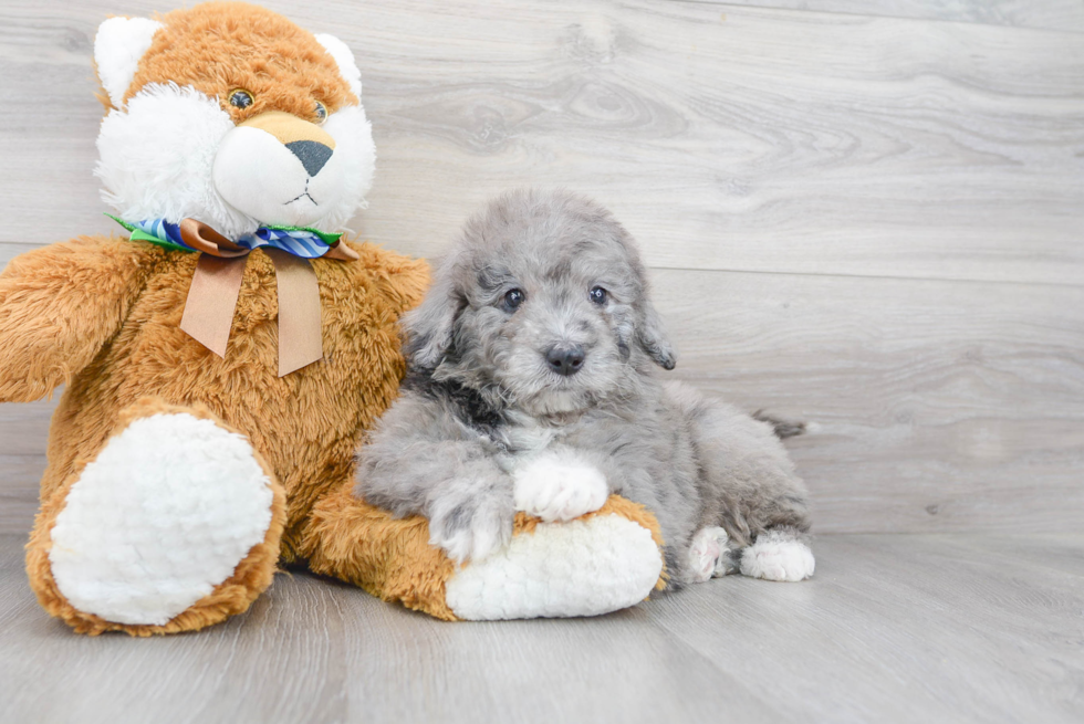 Best Mini Portidoodle Baby