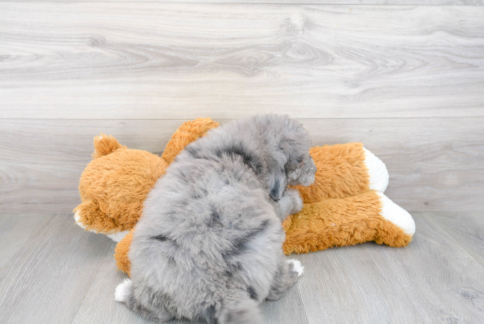 Petite Mini Portidoodle Poodle Mix Pup