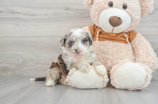 Little Portuguese Water Dog Poodle Mix Puppy