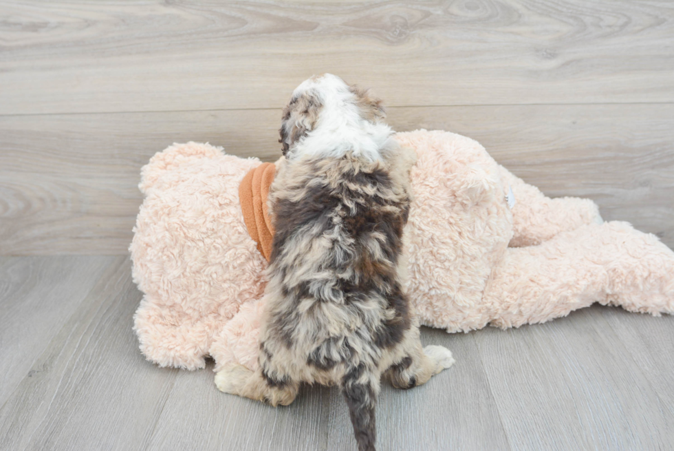 Hypoallergenic Portuguese Water Dog Poodle Mix Puppy