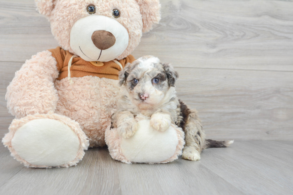 Small Mini Portidoodle Baby