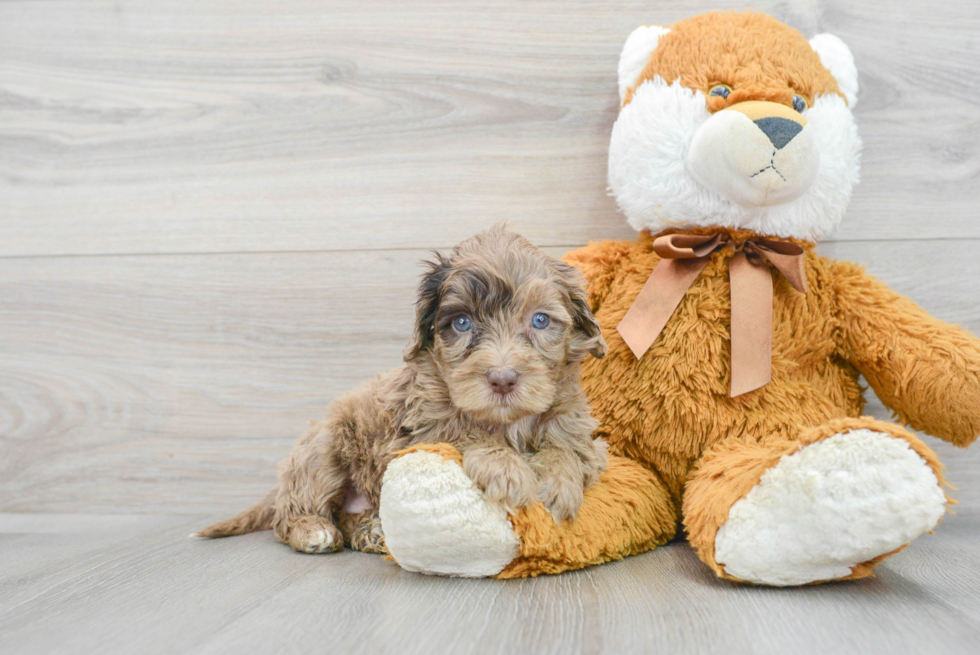 Adorable Portuguese Water Dog Poodle Mix Puppy