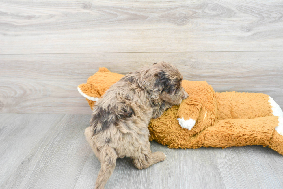 Best Mini Portidoodle Baby