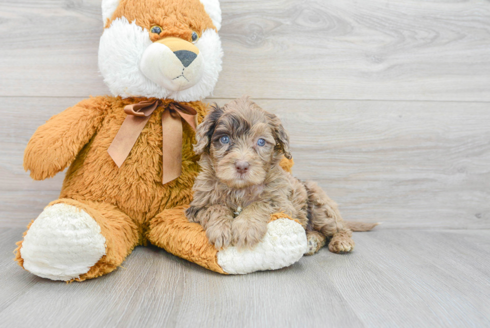 Funny Mini Portidoodle Poodle Mix Pup