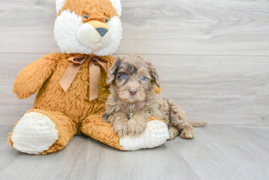 Funny Mini Portidoodle Poodle Mix Pup