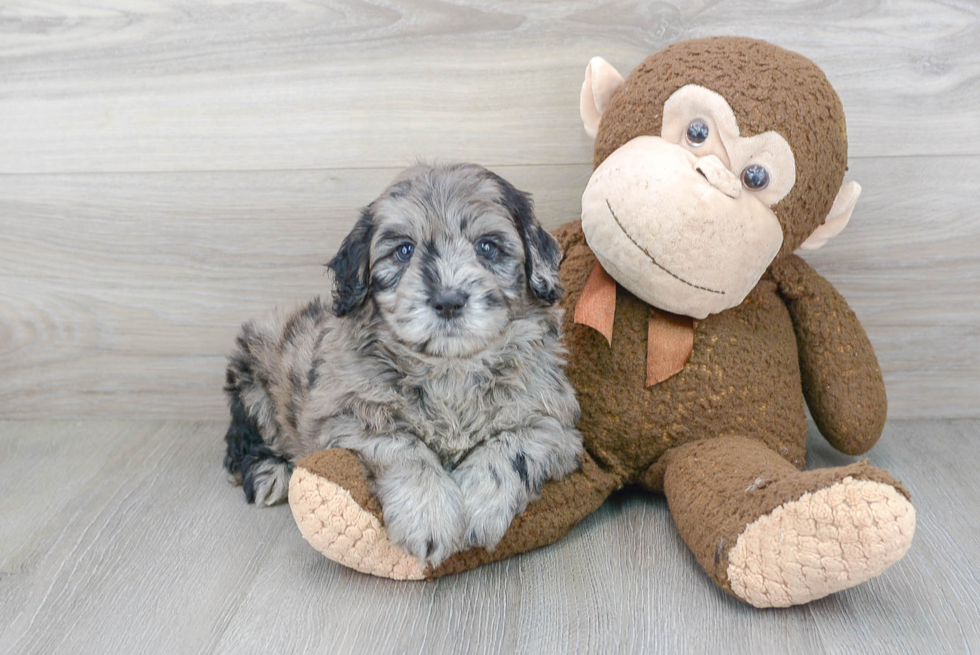 Best Mini Portidoodle Baby