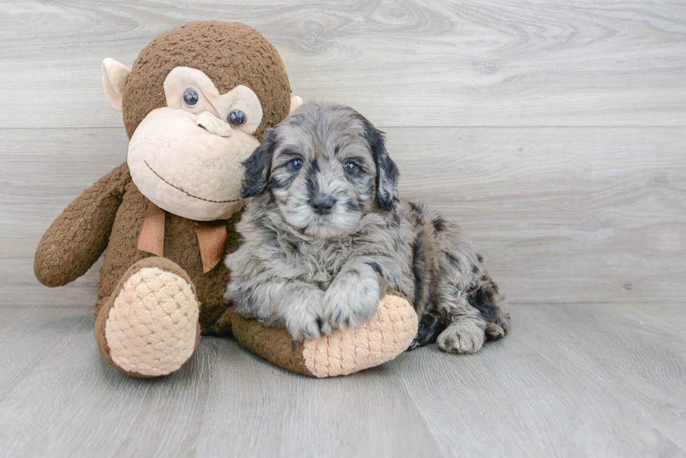 Small Mini Portidoodle Baby