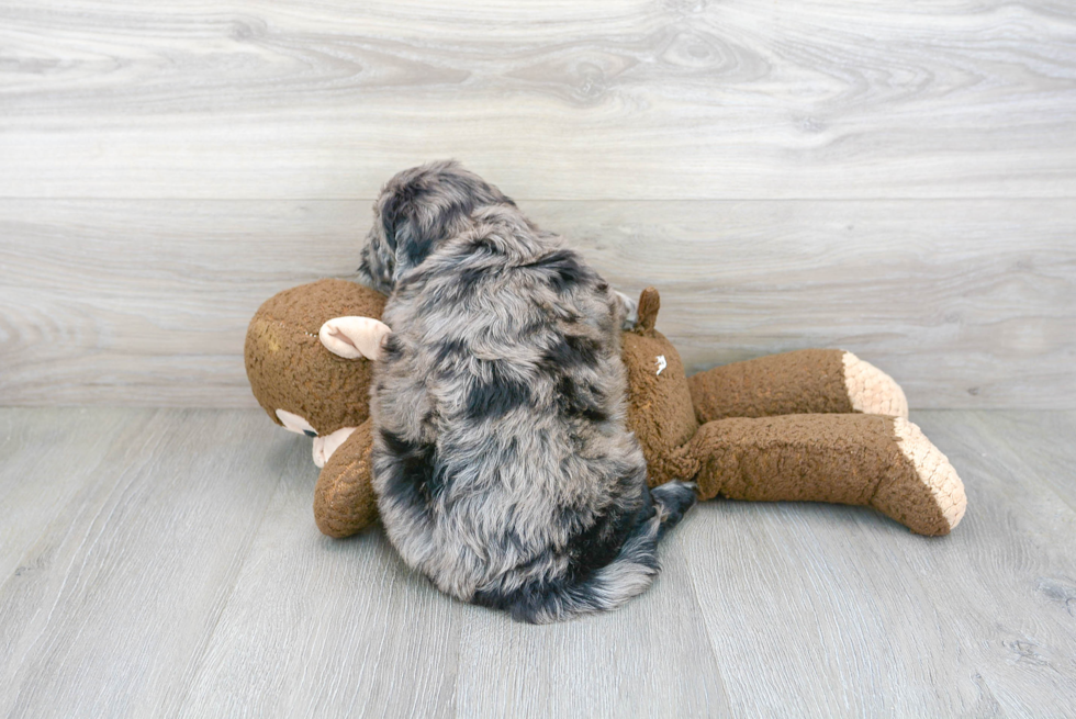 Cute Mini Portidoodle Baby